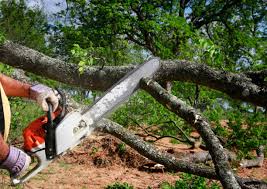 Best Root Management and Removal  in Lely Resort, FL
