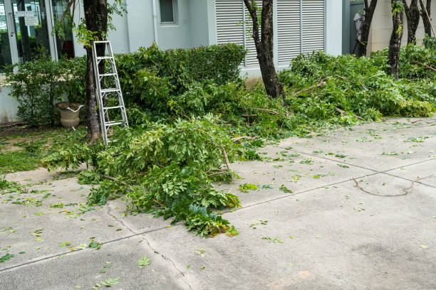 Professional Tree Removal in Lely Resort, FL